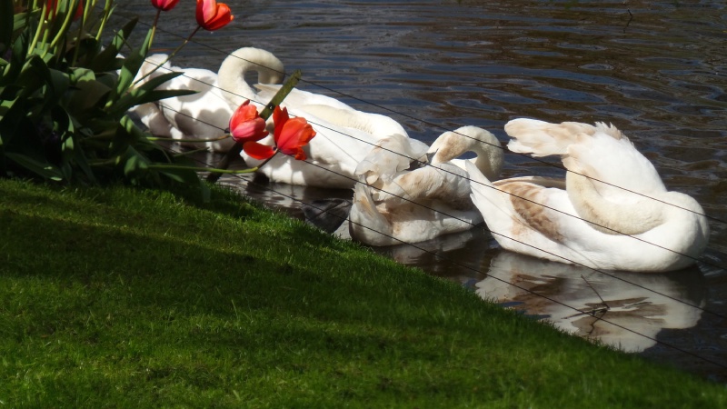 2014-04-17 Holland Tulips 60.jpg